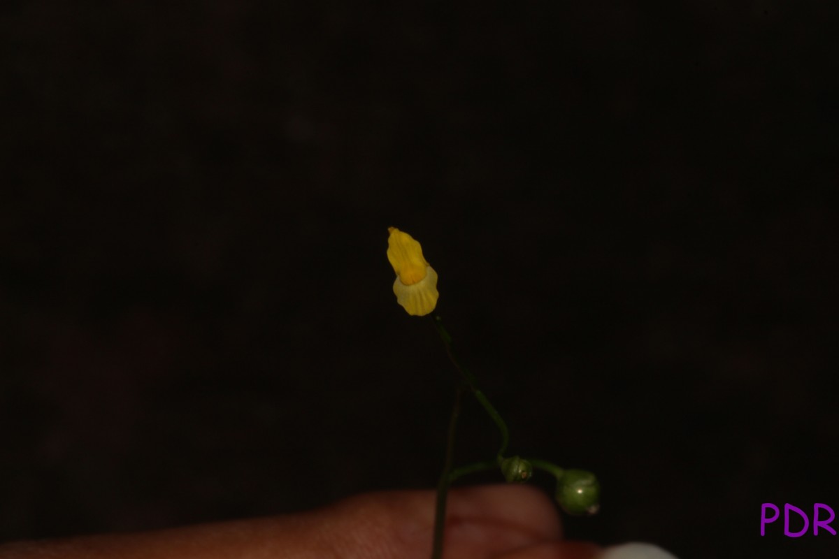 Utricularia gibba L.